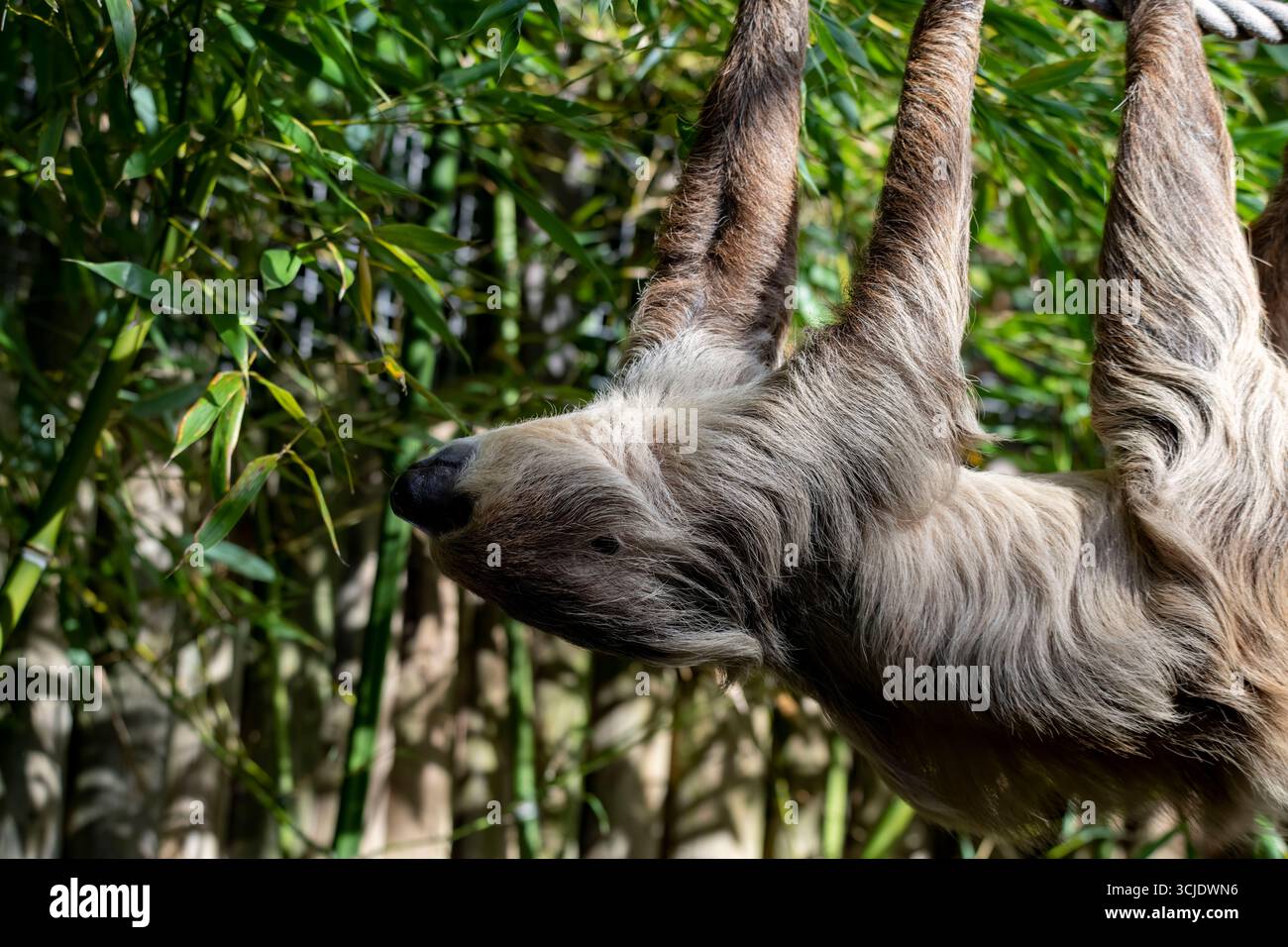 Choloepus didactylus (Choloepus didactylus), auch bekannt als Southern Two-Toed Sloth, Unau oder Linne's Two-Toed Sloth. Stockfoto