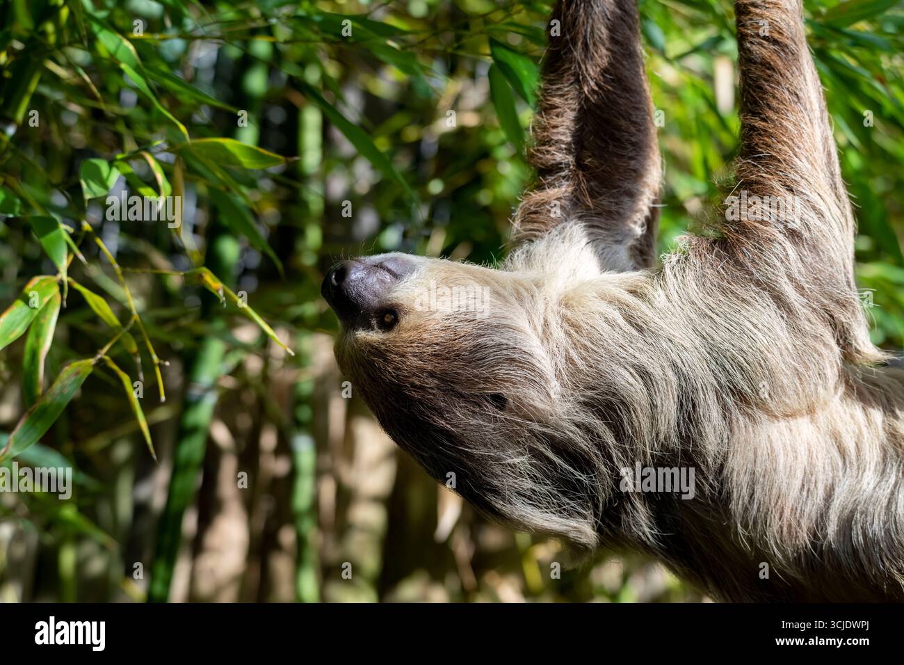 Choloepus didactylus (Choloepus didactylus), auch bekannt als Southern Two-Toed Sloth, Unau oder Linne's Two-Toed Sloth. Stockfoto