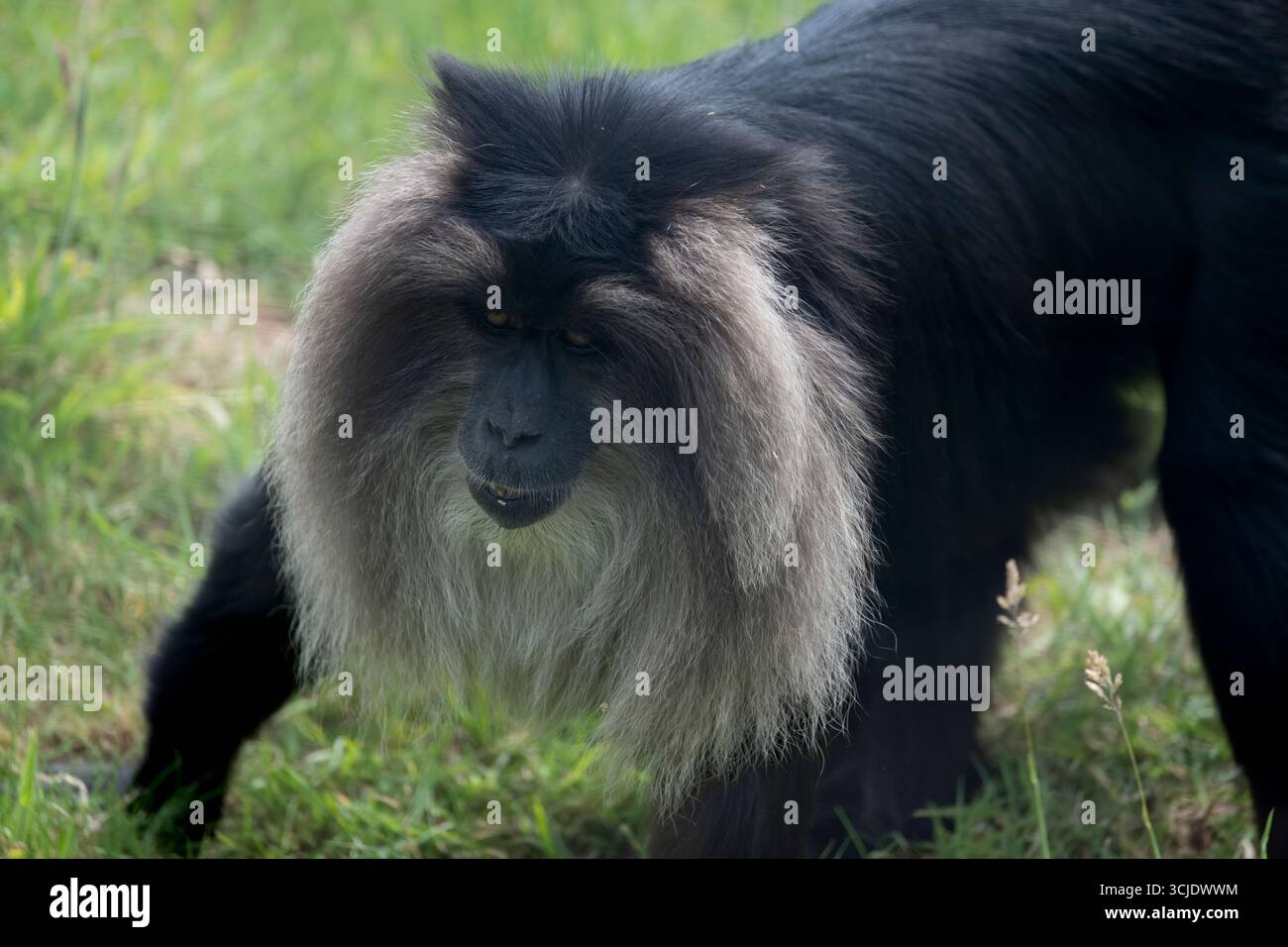Der Löwenschwanzmakake (Macaca silenus), auch bekannt als Wanderoo. Stockfoto