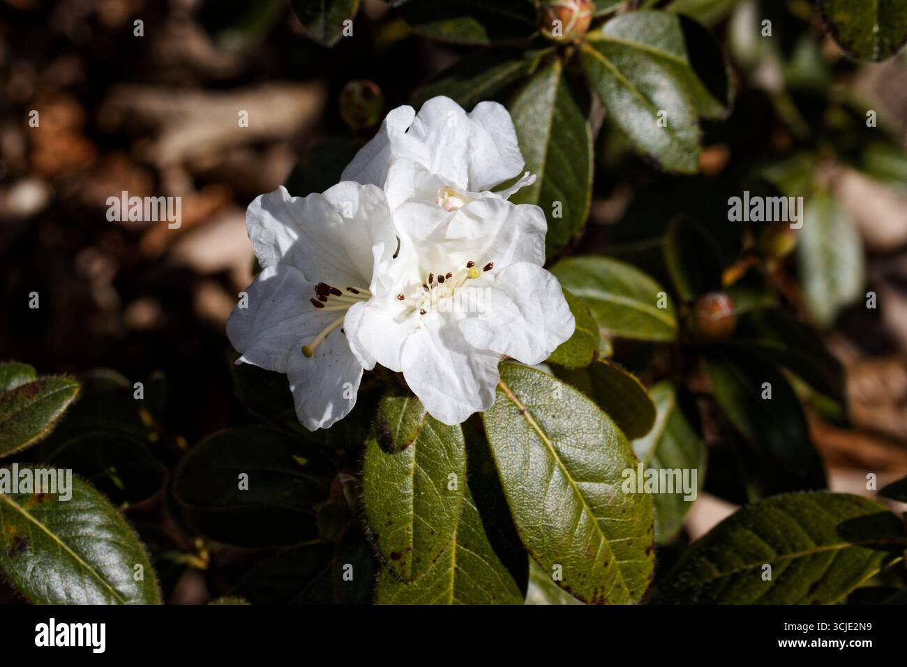 Lucy Lou Rhododendron ist ein hübscher kompakter Anbauer, der eine Fülle von reinweißen, schneeweißen Blüten produziert. Stockfoto