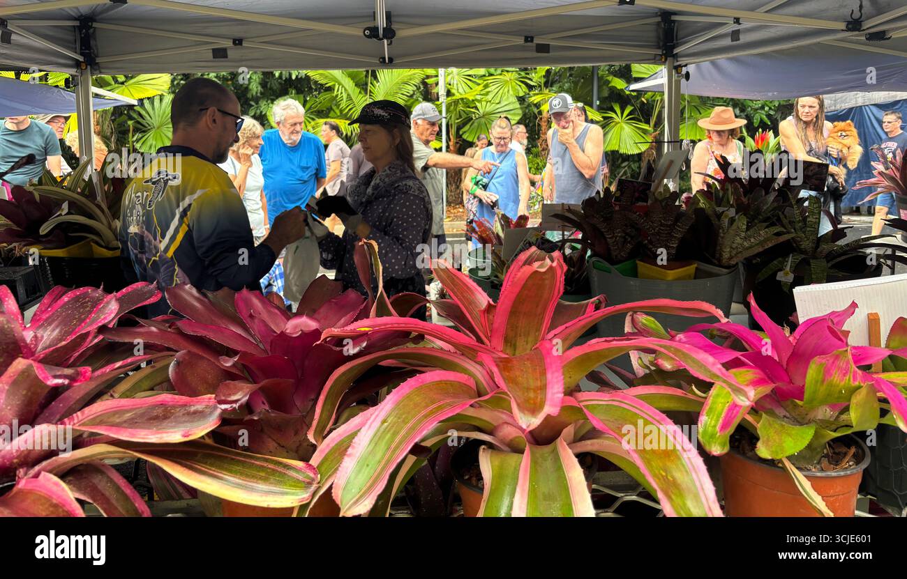 Leute, die in Bromeliad Stall, Carnival on Collins, Edge Hill, Cairns, Queensland, Australien. Kein MR oder PR - Smartphone-aufgenommenes Stockfoto