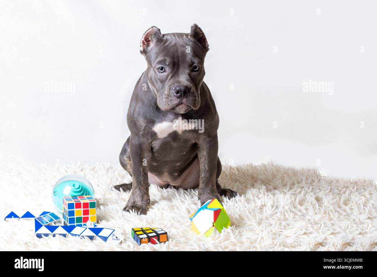 Niedlicher Pitbull Hündchen sitzt auf weißem flauschigem Teppich mit bunten Puzzle-Spielzeug herum, fotografiert in einer hellen Innenumgebung Stockfoto
