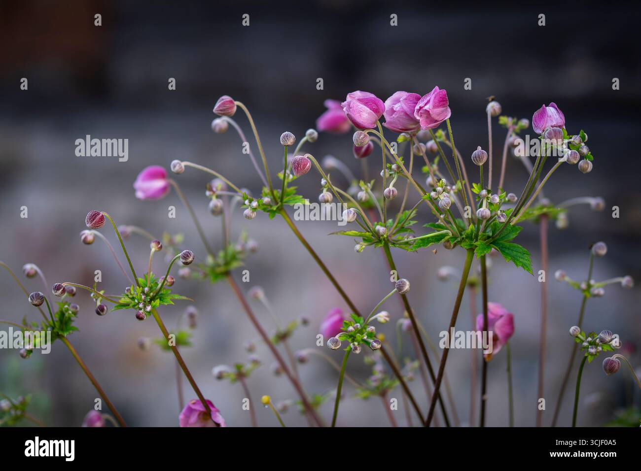 Anemone hupehensis, oder auch japanische Anemone genannt, ist in China heimisch und wird seit Jahrhunderten in Japan angebaut. Stockfoto