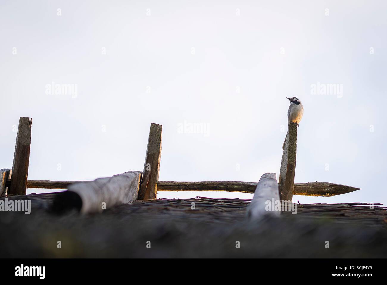 Weißer Wagtail (Motacilla alba), der auf einem Strohdach steht. Ein kleiner Passerinvogel, der auf dem Dach des strohgedeckten Häuschens sitzt. Stockfoto
