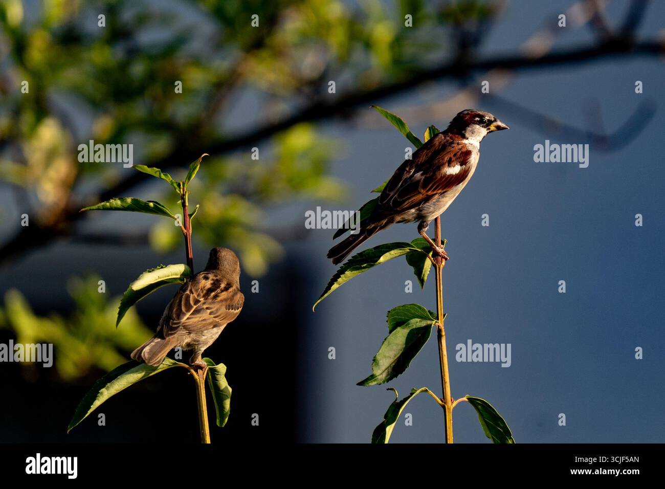 Ein Paar Haussperlinge, die im Sonnenlicht auf Ästen sitzen Stockfoto