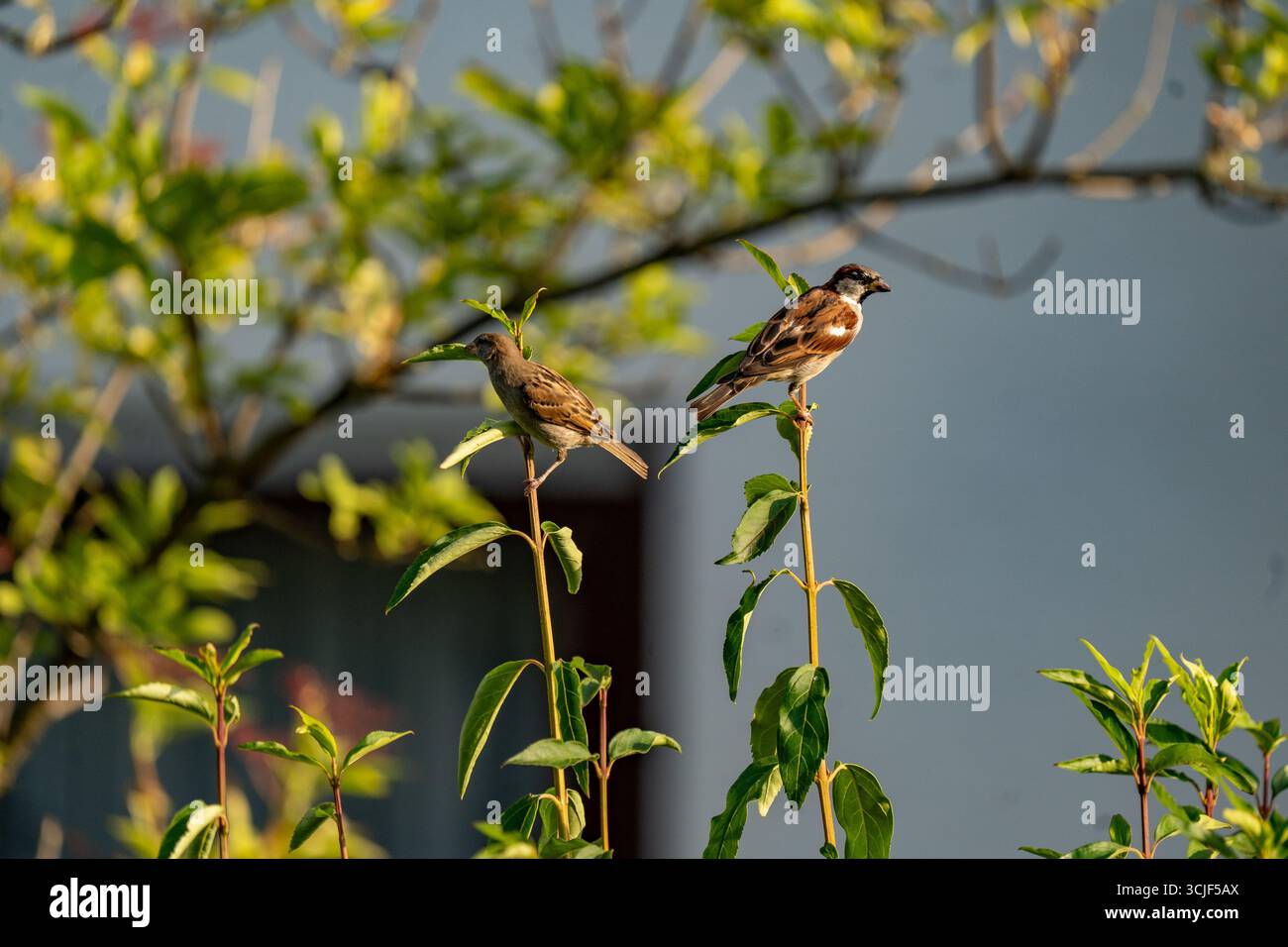 Ein Paar Haussperlinge, die im Sonnenlicht auf Ästen sitzen Stockfoto