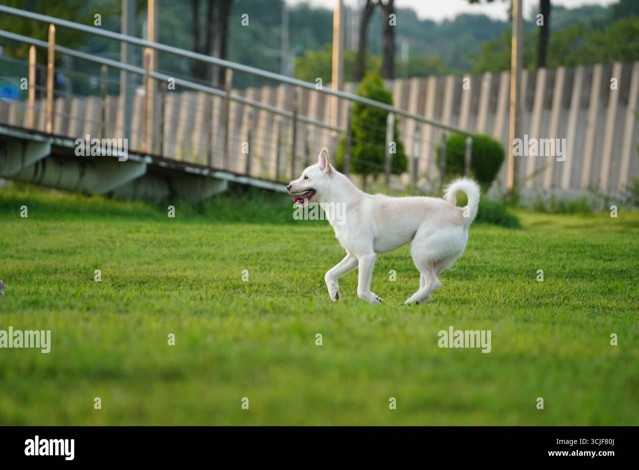 Happy White Mixed Breed Dog, der im grünen Gras läuft Stockfoto