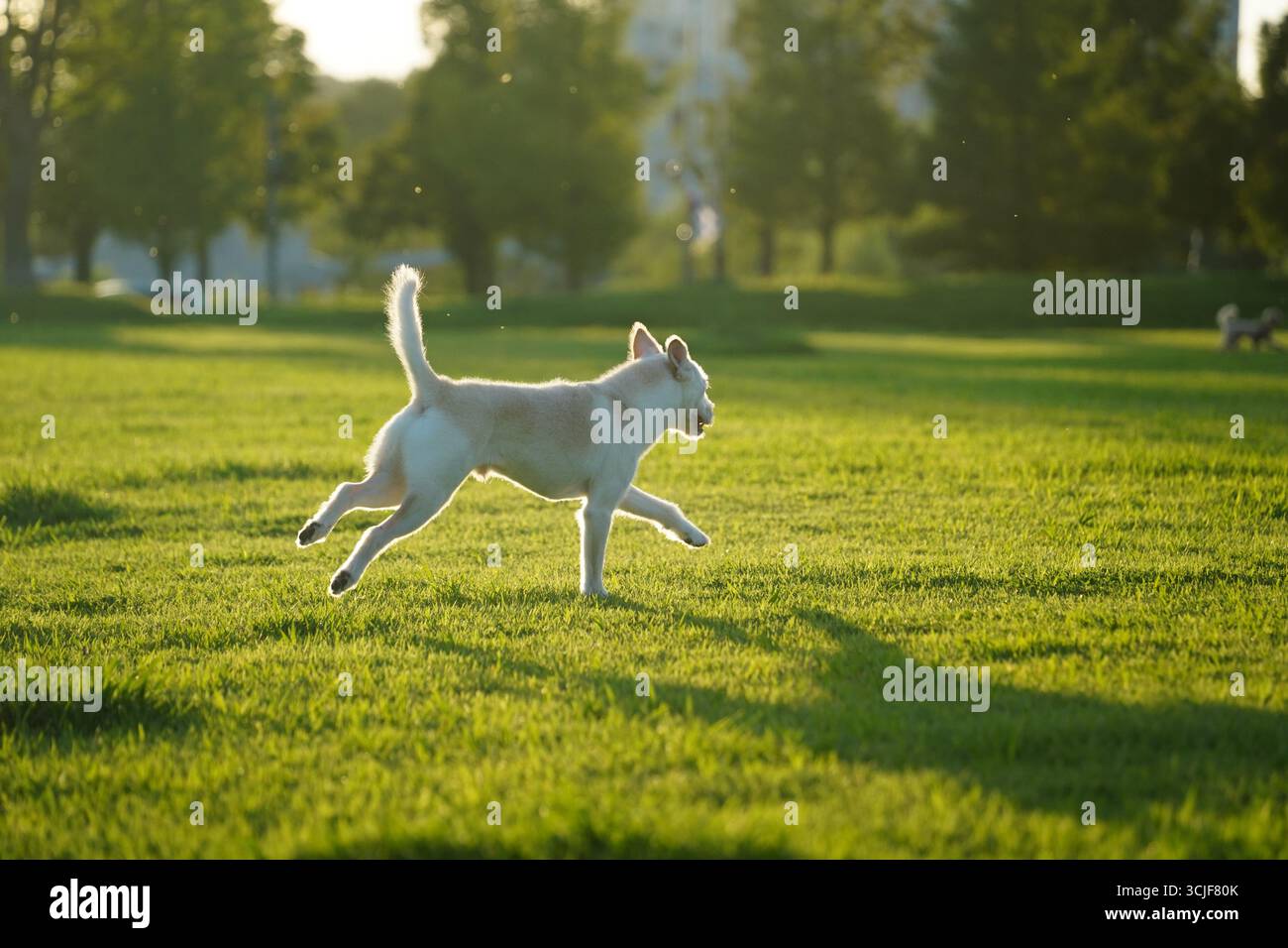 Happy White Mixed Breed Dog, der im grünen Gras läuft Stockfoto