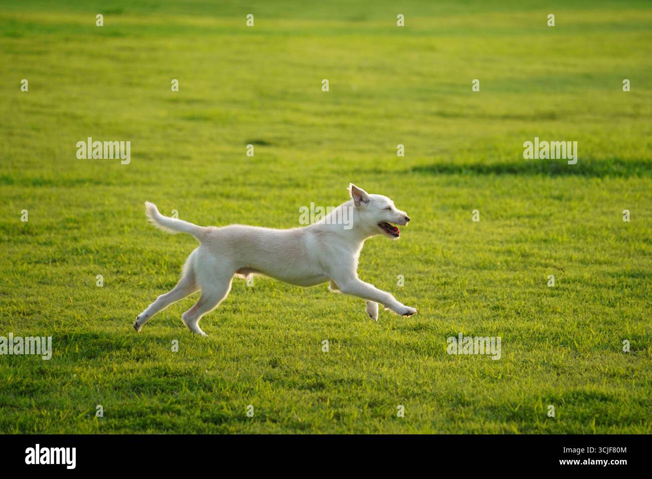 Happy White Mixed Breed Dog, der im grünen Gras läuft Stockfoto