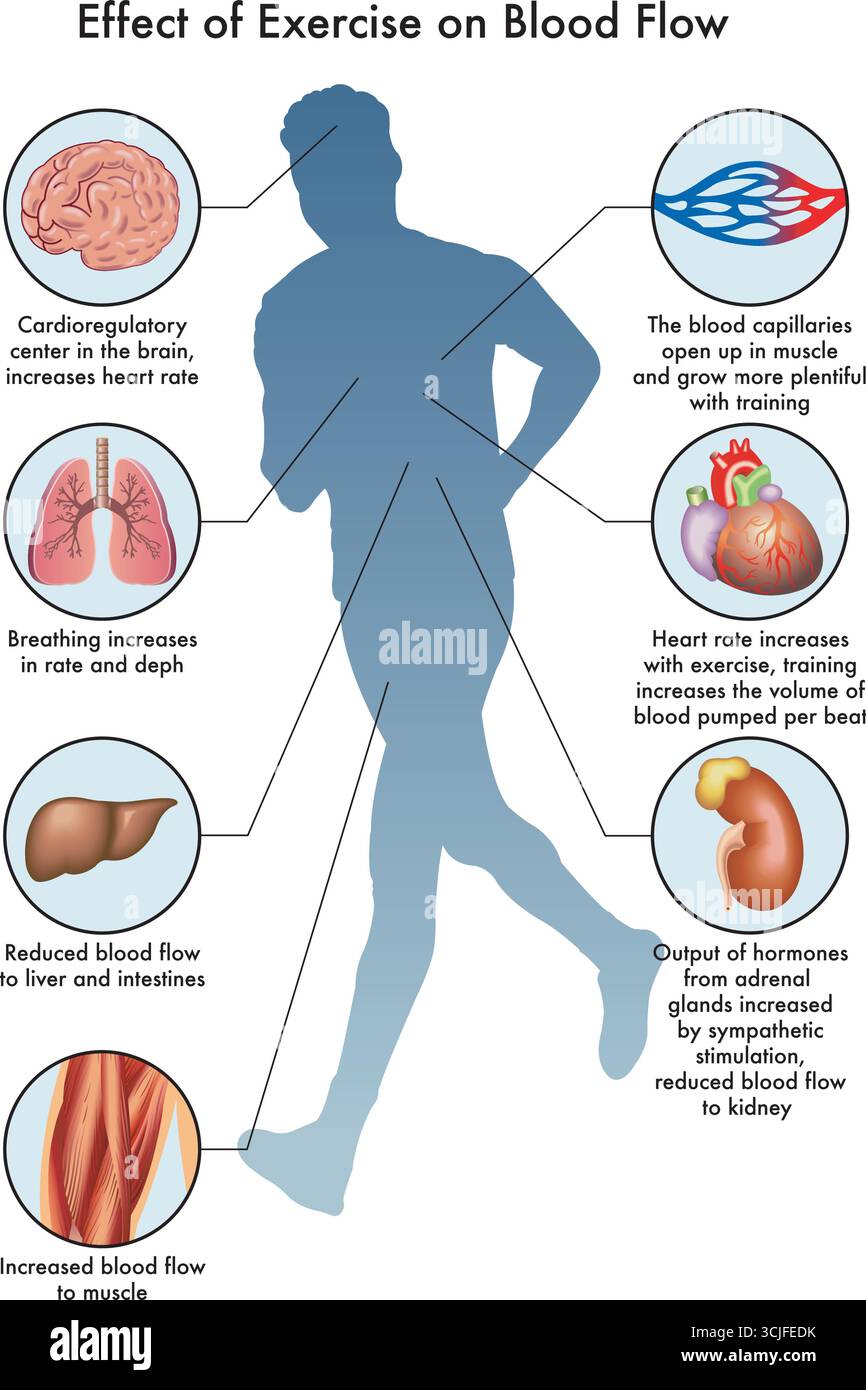 Medizinische Illustration des Einflusses von Übung auf den Blutfluss, mit Anmerkungen. Stock Vektor
