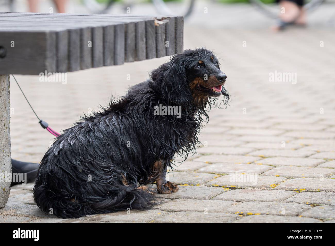 Nasser, langhaariger Dackelhund. Langhaariger Dackel, der nach dem Sprung ins Meer durchfeuchtet ist. Stockfoto