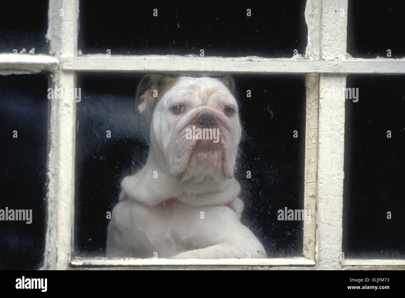 Englische Bulldogge am Fenster, England, Großbritannien Stockfoto
