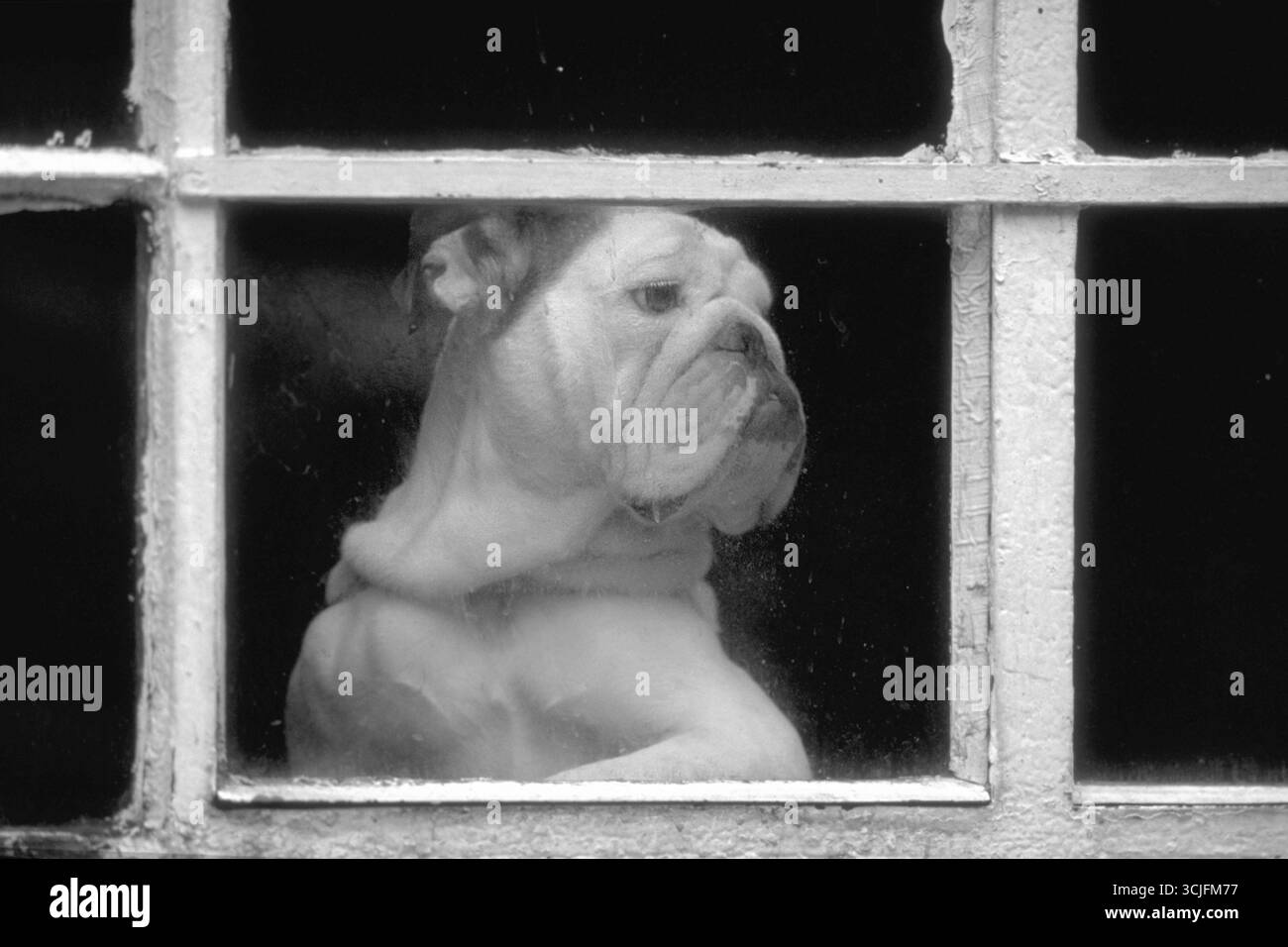 Englische Bulldogge am Fenster, schwarz-weiß, England, Großbritannien Stockfoto