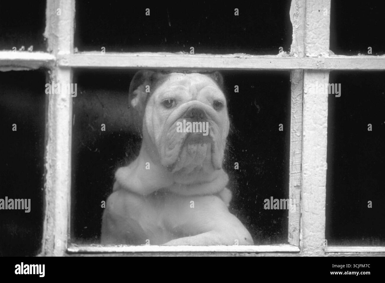 Englische Bulldogge am Fenster, schwarz-weiß, England, Großbritannien Stockfoto