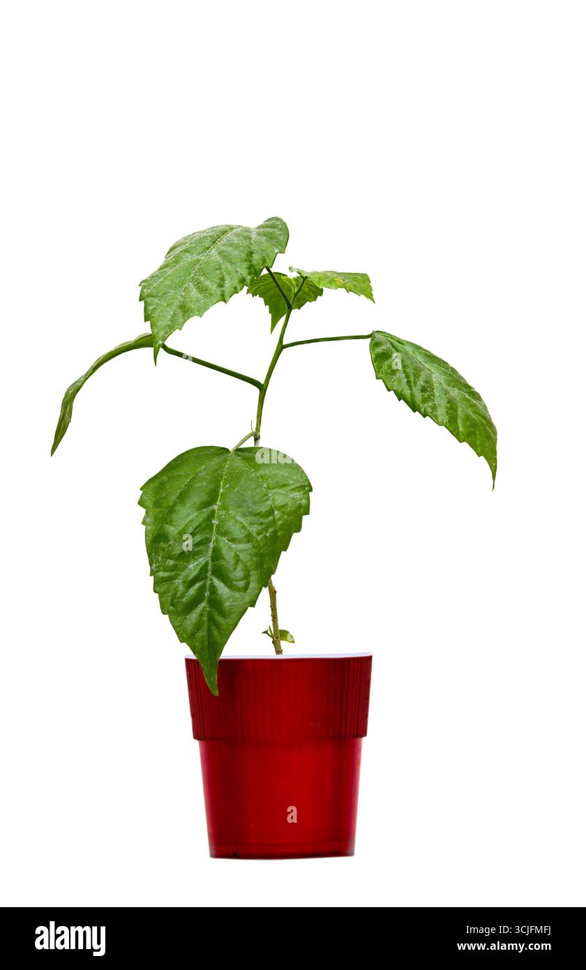 Bild eines chinesischen Rosenhibiskus in einem roten Topf auf weißem Hintergrund Stockfoto