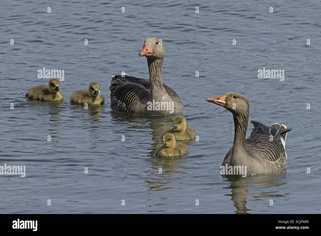 Graugans zwei Erwachsene und vier Jungvögel mit verschiedenen Sichtungen im blauen Wasser, Pfatter, Bayern, Deutschland Stockfoto