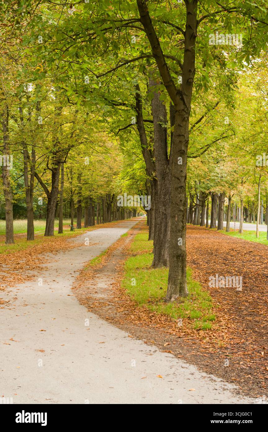 Ein baumgesäumter Weg im Herbst. Die Blätter verändern ihre Farbe und fallen, was eine schöne Szene schafft. Die Leute gehen hier gerne für die Ruhe und die Natur Stockfoto