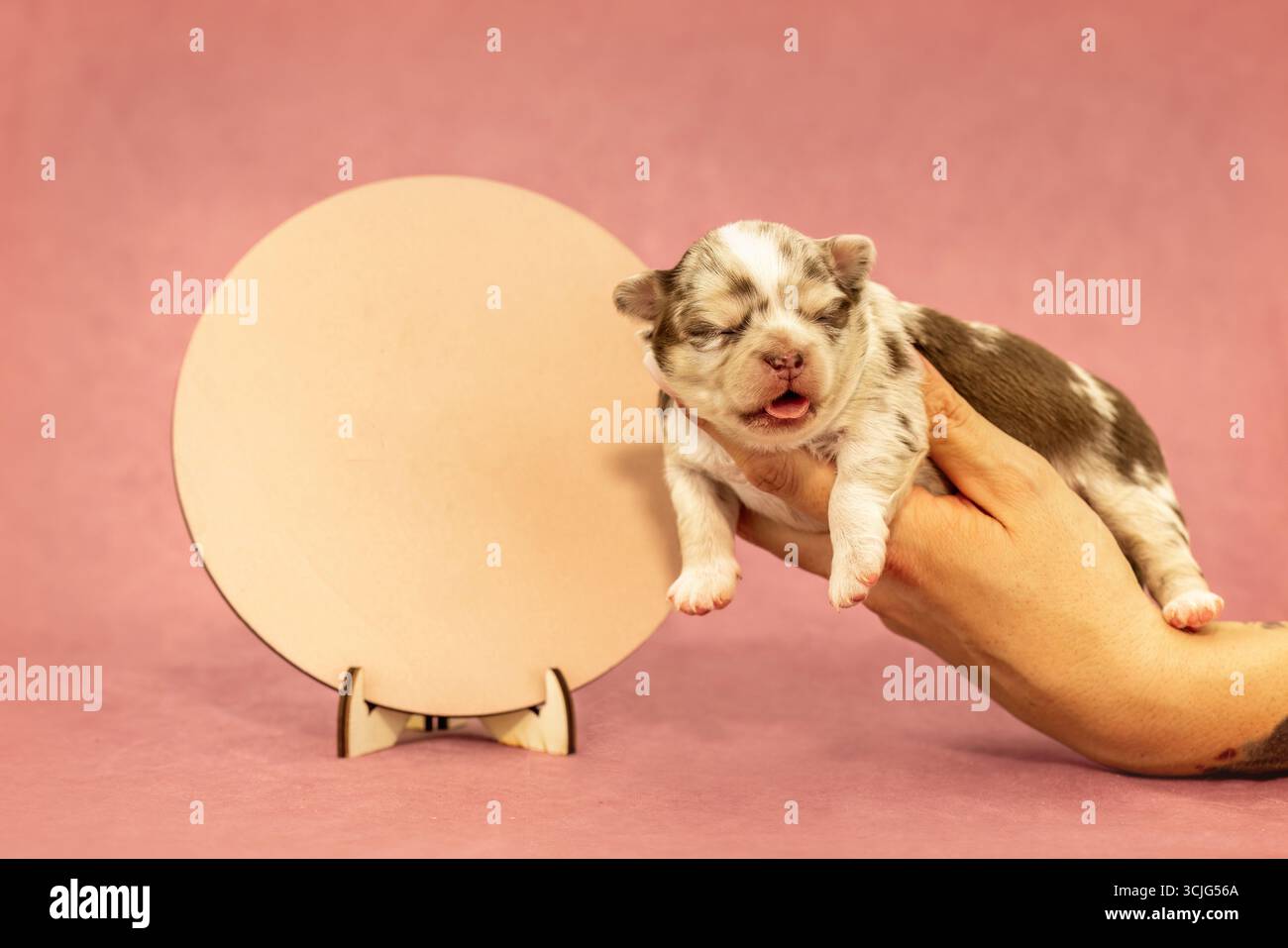 Neugeborener Chihuahua-Welpe im merle-Mantel in der Hand gehalten, Textraum Stockfoto