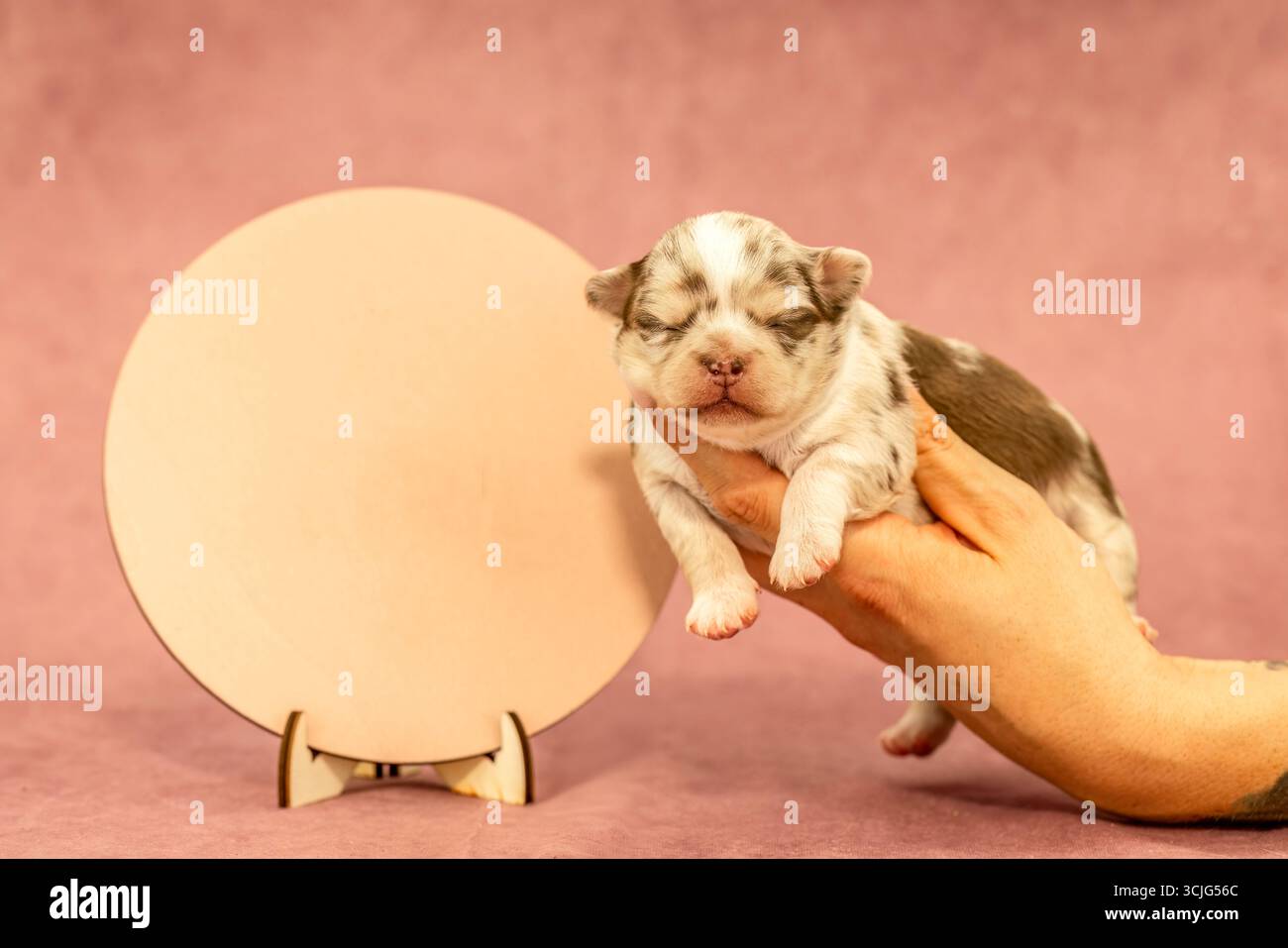 Neugeborener Chihuahua-Welpe im merle-Mantel in der Hand gehalten, Textraum Stockfoto