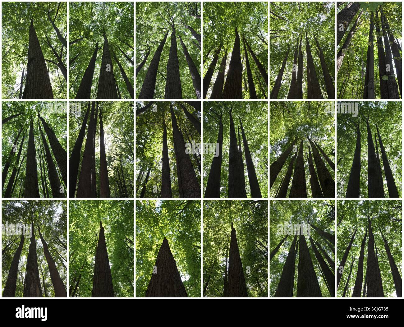 Schöne Fotos von grünen Wäldern an sonnigen Tag Stockfoto