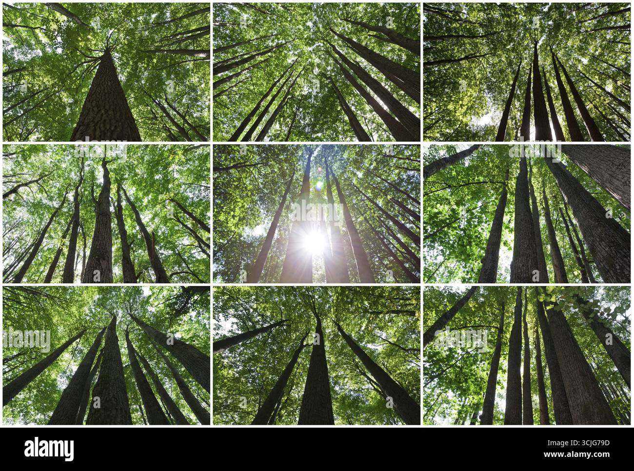 Schöne Fotos von grünen Wäldern an sonnigen Tag Stockfoto