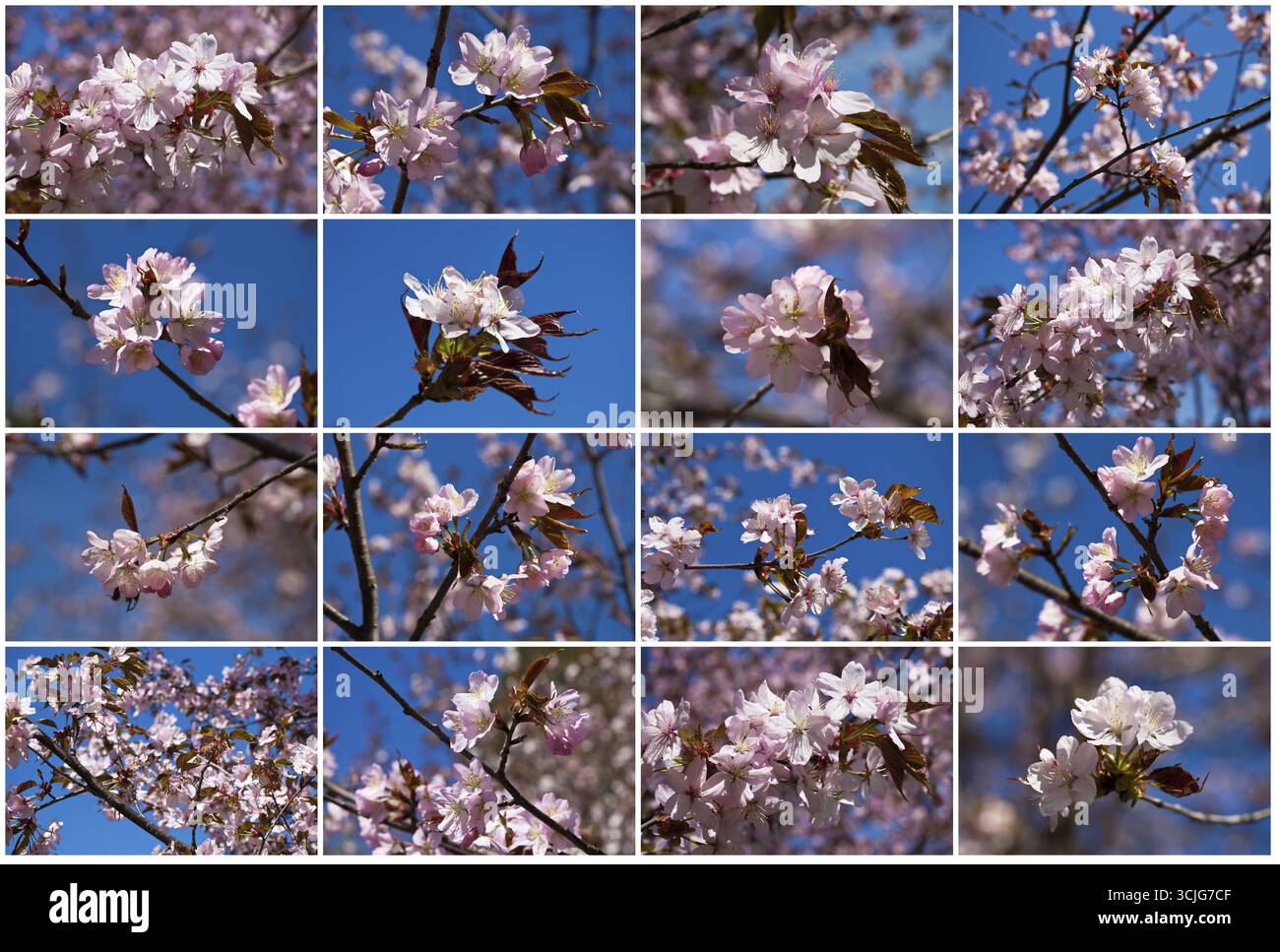 Schöne rosa Blüten der Kirschblüte oder japanischen Sakura im Frühjahr blühen Stockfoto