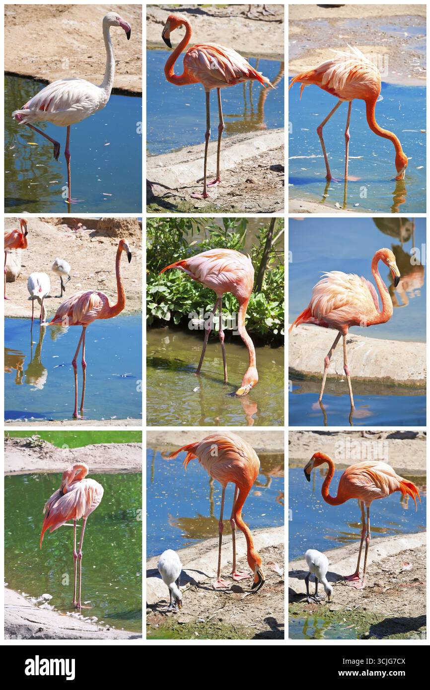 Schönen Aufenthalt in Wasser, Zoo See Flamingo Stockfoto