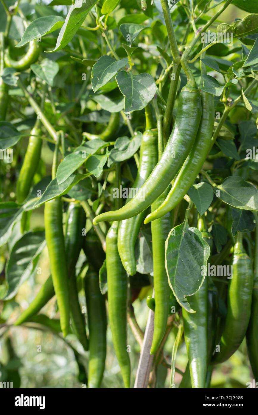 Chili-Pfeffer-Pflanze mit vielen langen, dünnen, scharfen Chili-Paprika, die an ihren Ästen hängen, umgeben von grünen Blättern in der Sonne Stockfoto