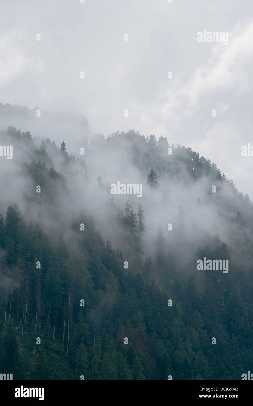 Nebliger bewaldeter Berghang mit Immergrünen, die unter einem bewölkten Himmel in Nebel versinken und eine ruhige, atmosphärische Szene schaffen Stockfoto