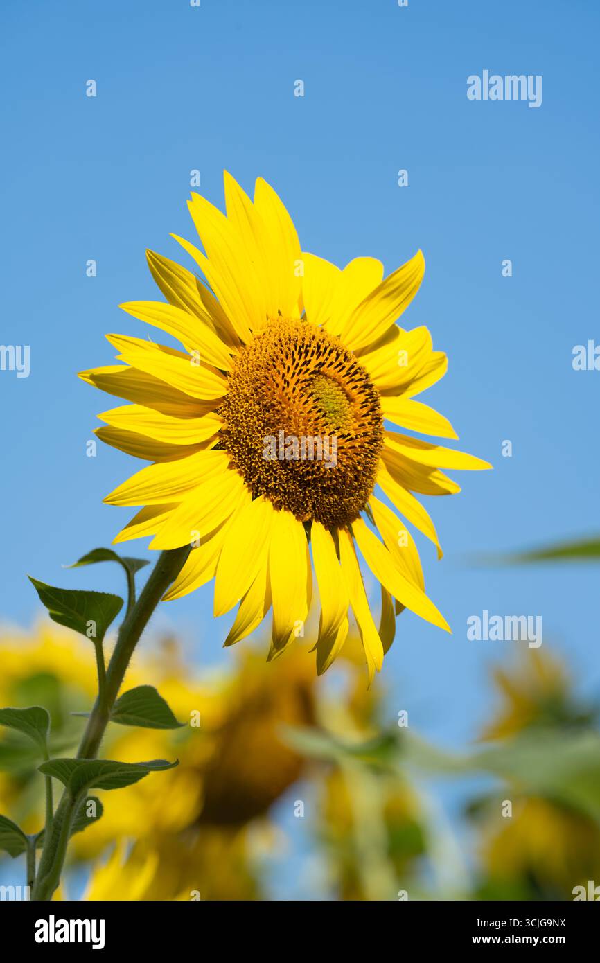 Gelber Sonnenblumenkopf vor blauem Himmel Hintergrund im Sommer Stockfoto