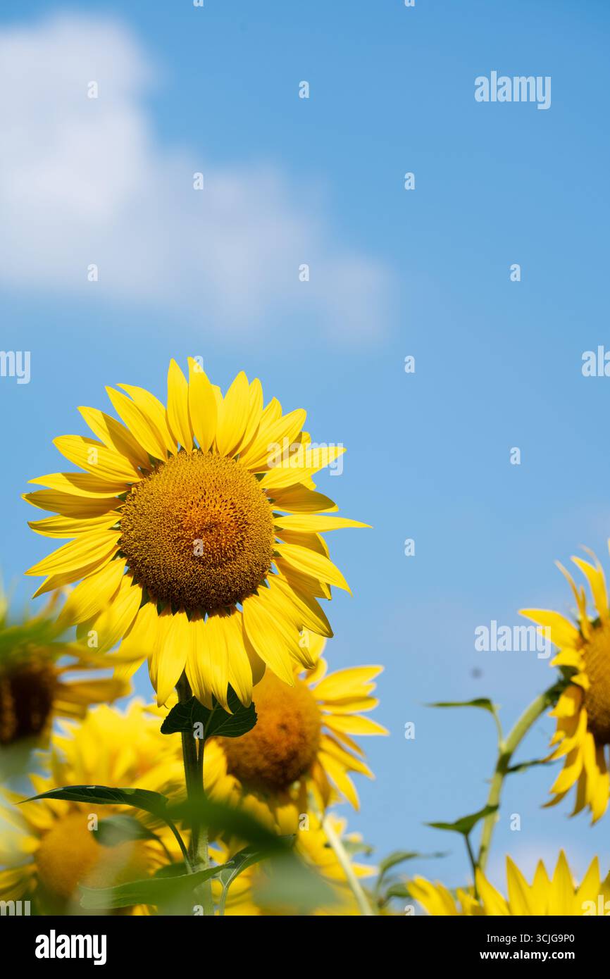 Gelber Sonnenblumenkopf vor blauem Himmel Hintergrund im Sommer Stockfoto