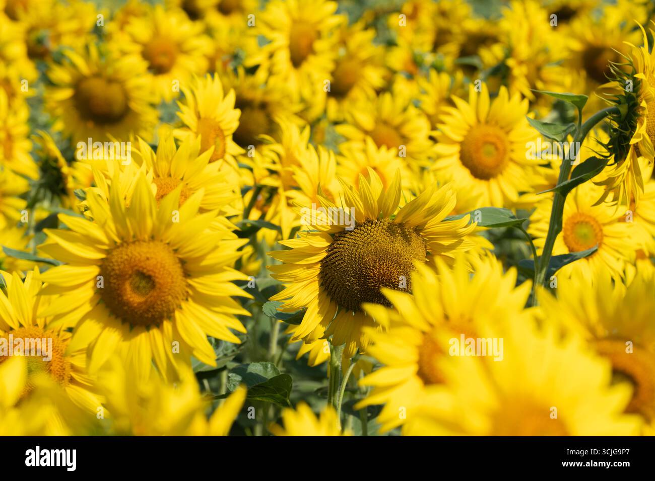 Viele gelbe Sonnenblumen blühen auf einem landwirtschaftlichen Feld Stockfoto