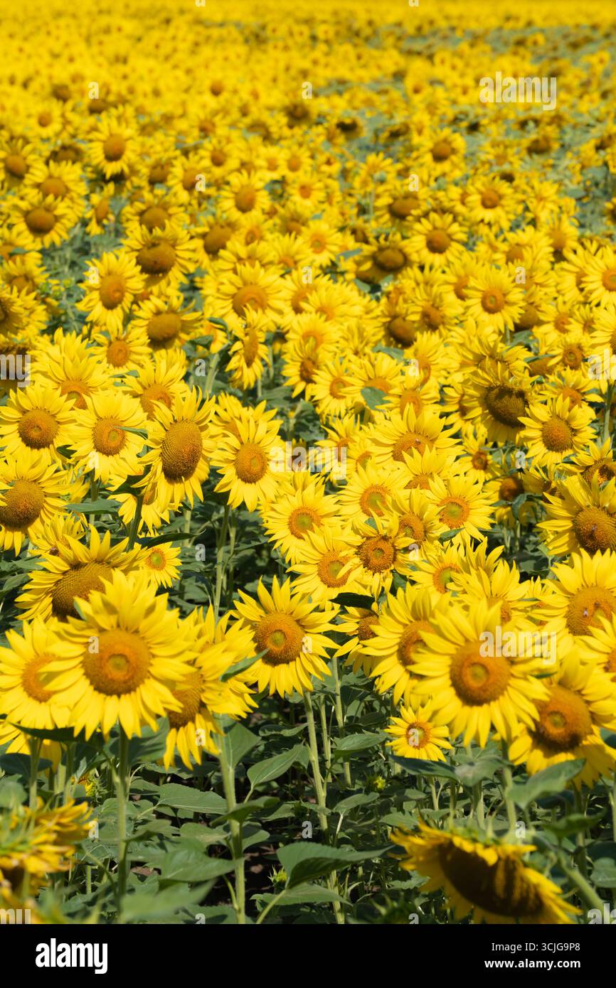 Feld der gelben Sonnenblumen im Sommer Stockfoto