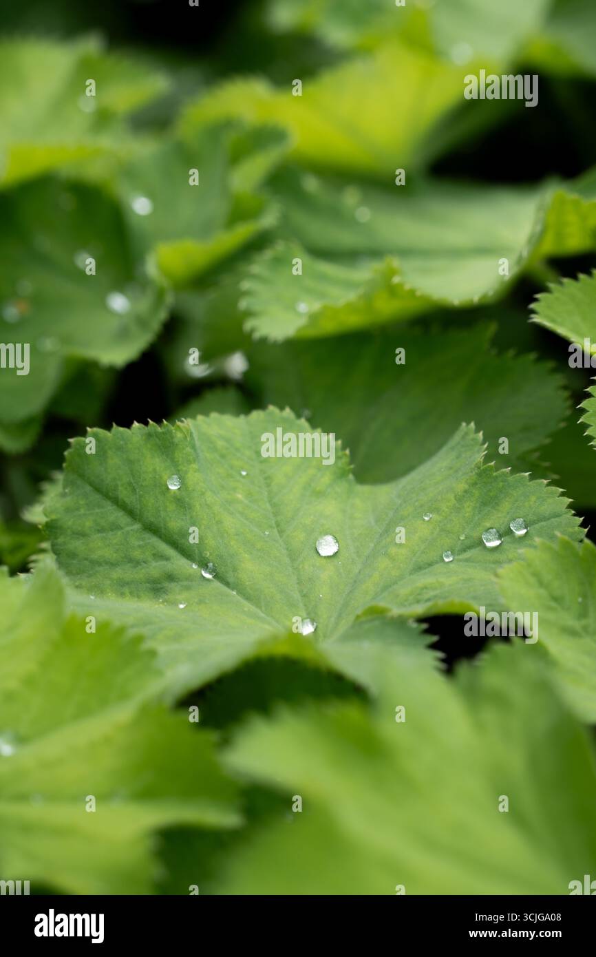 Frische grüne Blätter mit gezackten Kanten und Wassertröpfchen auf der Oberfläche nach einem leichten Sommerregen mit geringer Schärfentiefe Stockfoto