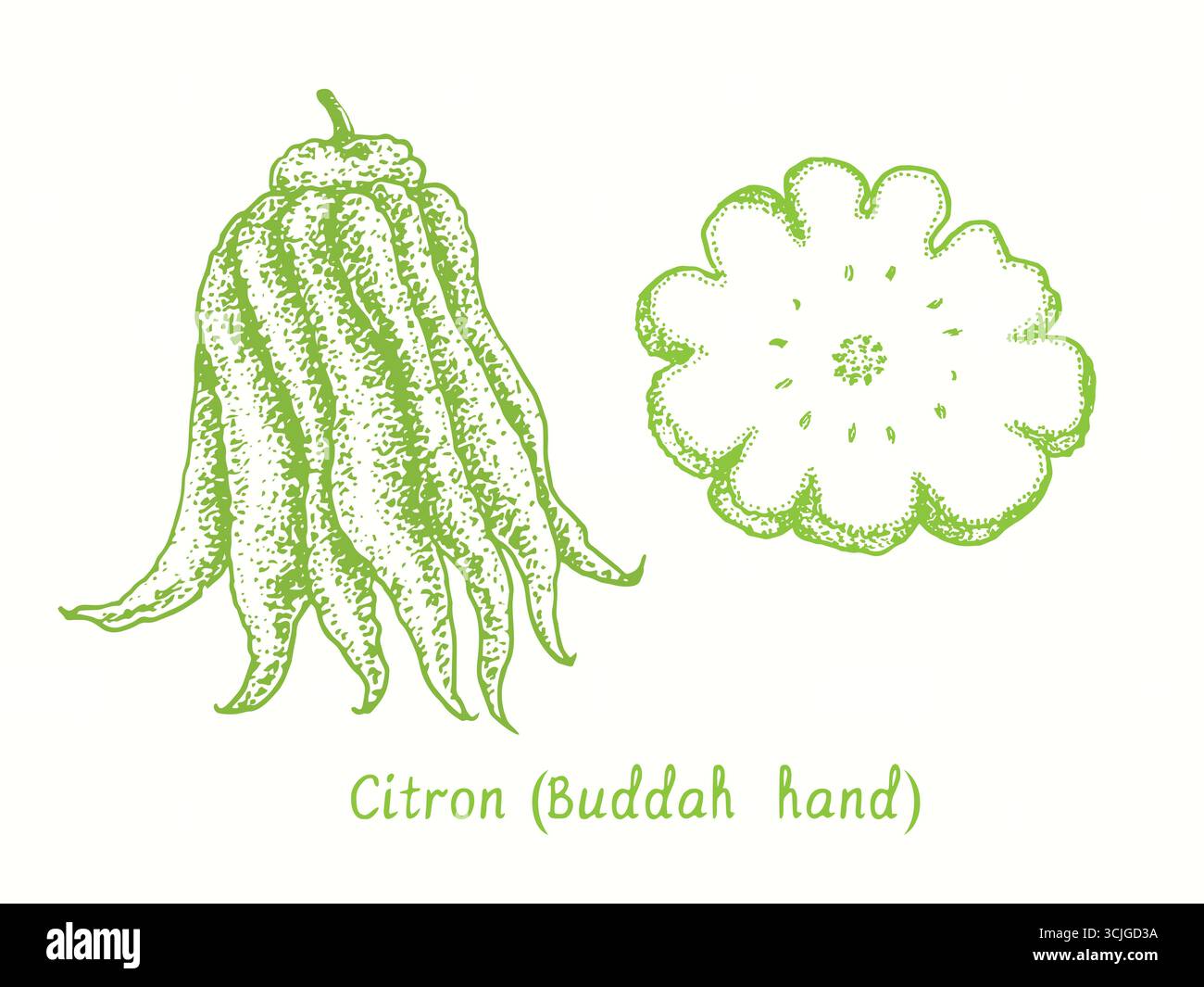 Zitrone (Buddah Hand), Zitrone und geschnittene Scheibe. Tusche Doodle-Zeichnung im Holzschnitt-Stil Stockfoto