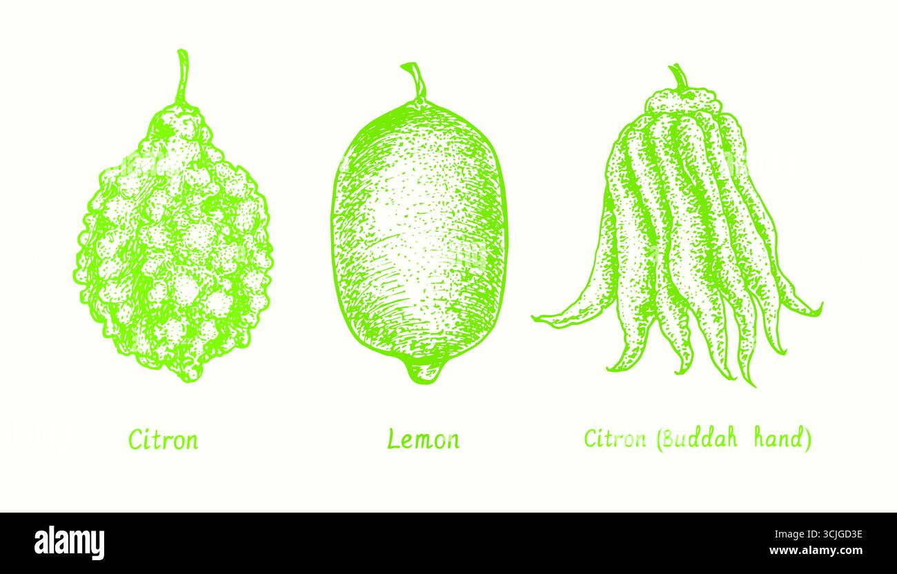 Obstsammlung mit Zitronen, Zitronen, Zitronen (Buddah Hand). Tusche Doodle-Zeichnung im Holzschnitt-Stil Stockfoto