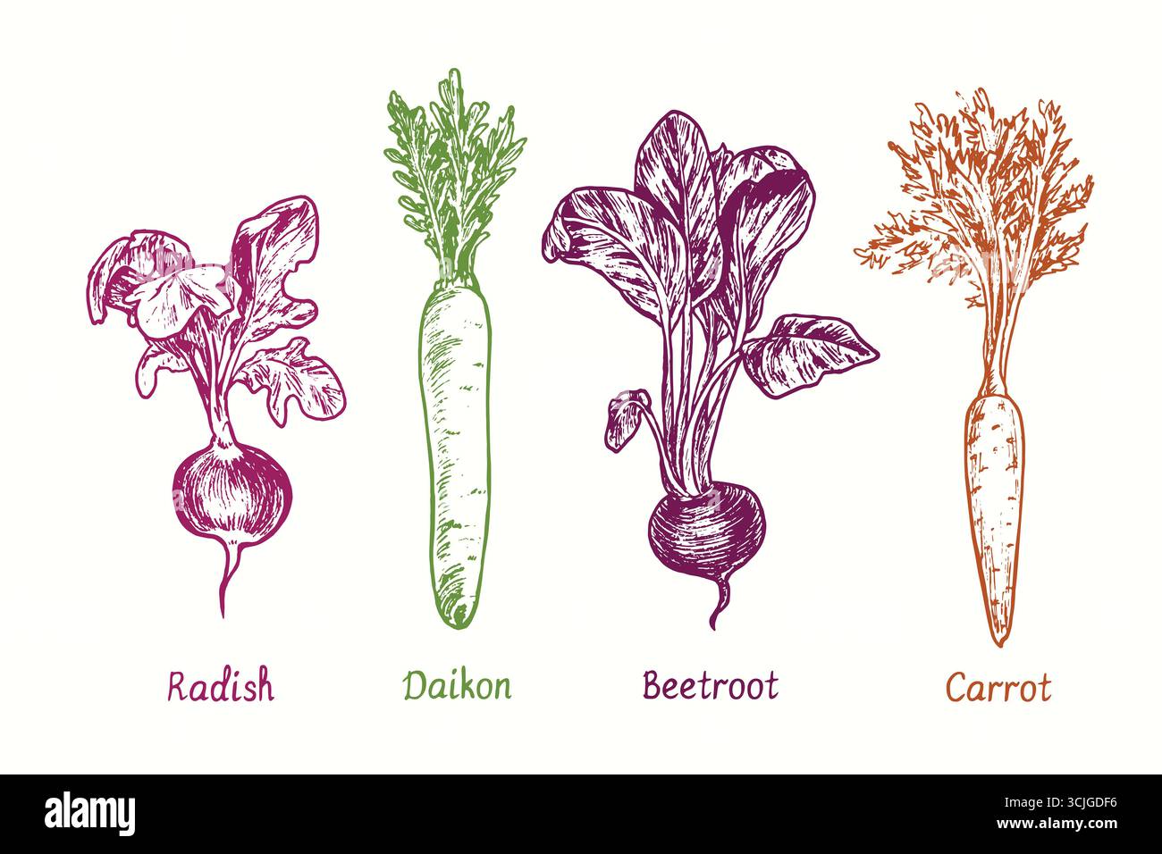 Rettich, Daikon, Rote Bete, Karotte, Wurzelgemüse Set. Schwarze und weiße Kritzelzeichnung im Holzschnitt Stockfoto