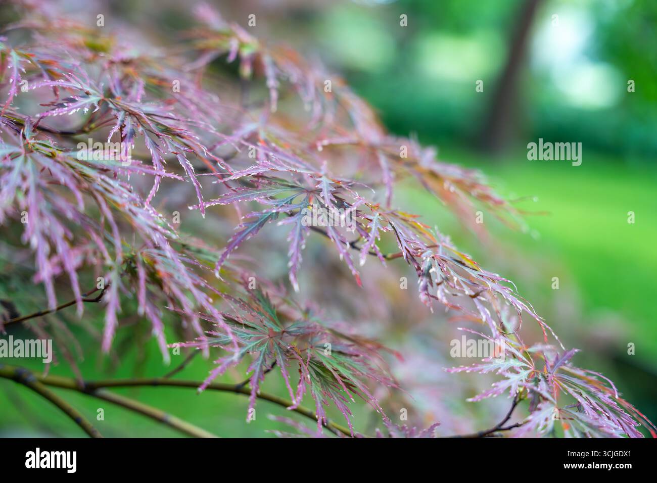 Mehrere rötlich-grüne Blätter des japanischen Ahorns hängen elegant. Das weiche Licht betont die zarte Blattstruktur. Stockfoto