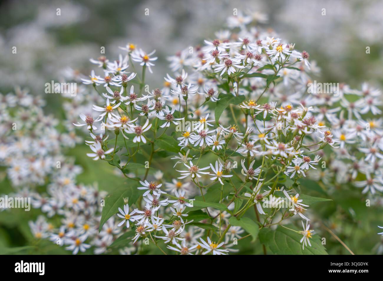 Viele kleine weiße Asterblüten mit gelben Zentren blühen dicht. Der Hintergrund verschmilzt in einen Teppich aus Blumen. Stockfoto