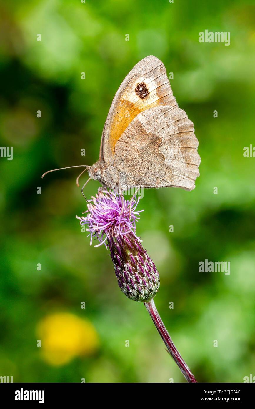 Wiese Brown Butterfly (Maniola jurtina) mit gefalteten Flügeln, ein braunes Insekt, das im Frühjahr und Sommer fliegt, Makronaturfotografie von Butter Stockfoto