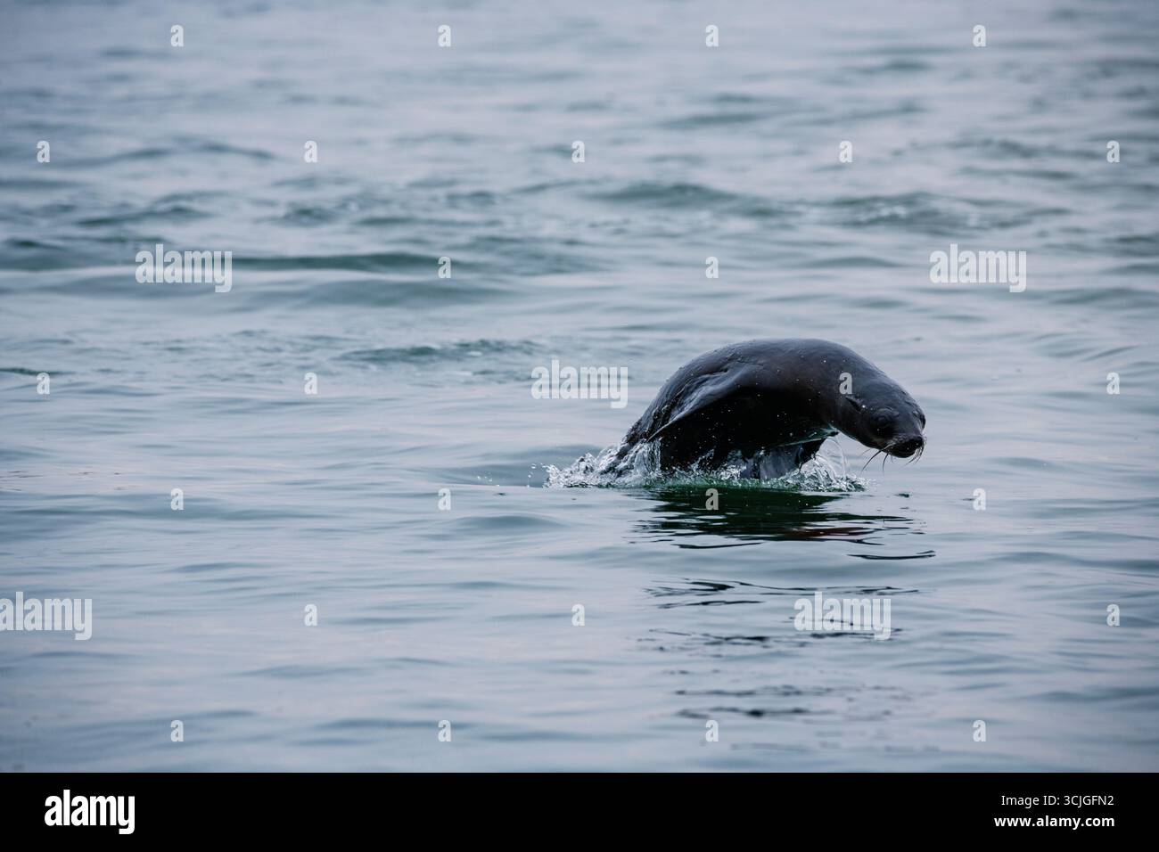 Braune Pelzdichtung springt von der Seite aus dem Wasser Stockfoto
