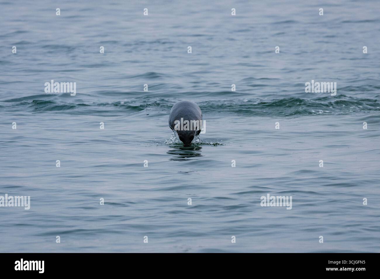 Braune Pelzdichtung springt von vorne aus dem Wasser Stockfoto