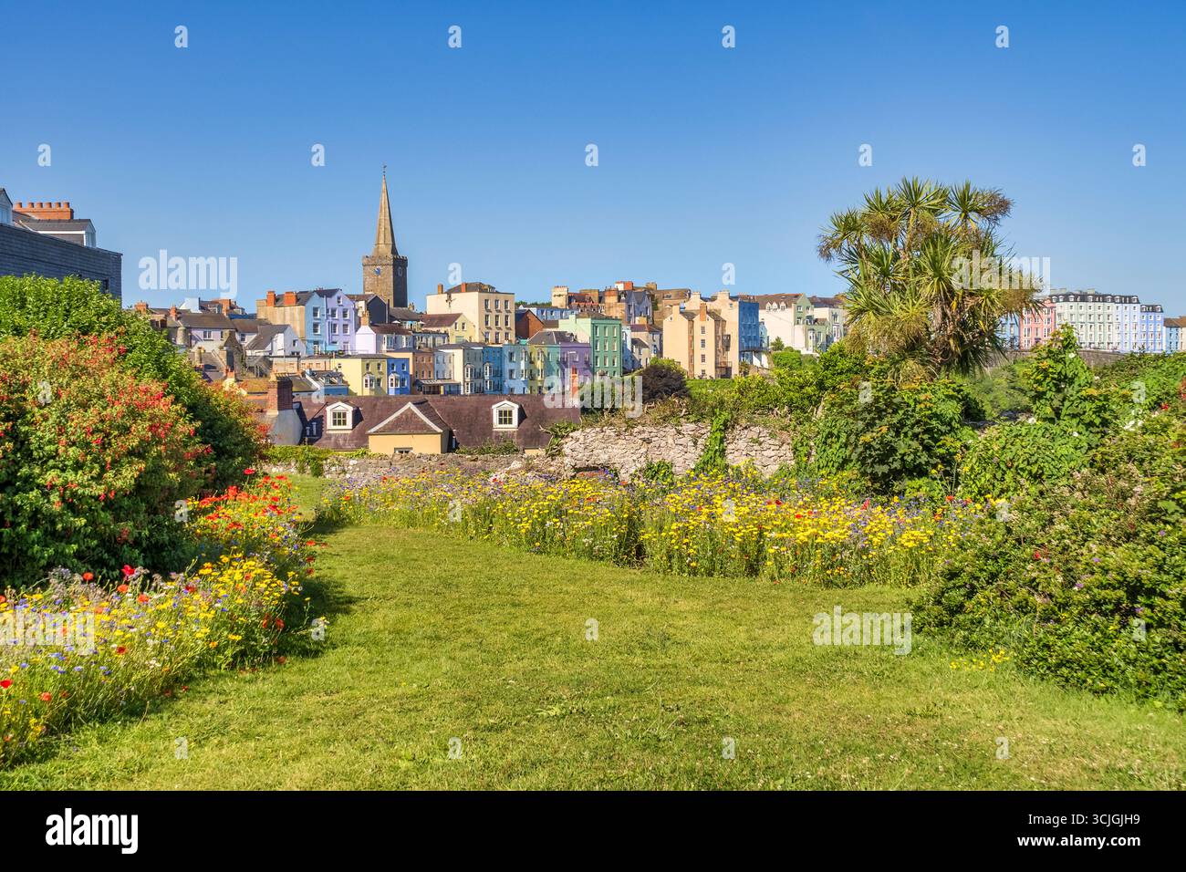Tenby, Castle Hill Gardens, Pembrokeshire, mit Massen von Wildblumen, einer Palme oder Kohl, und den farbenfrohen Häusern der Altstadt, unter einem Stockfoto