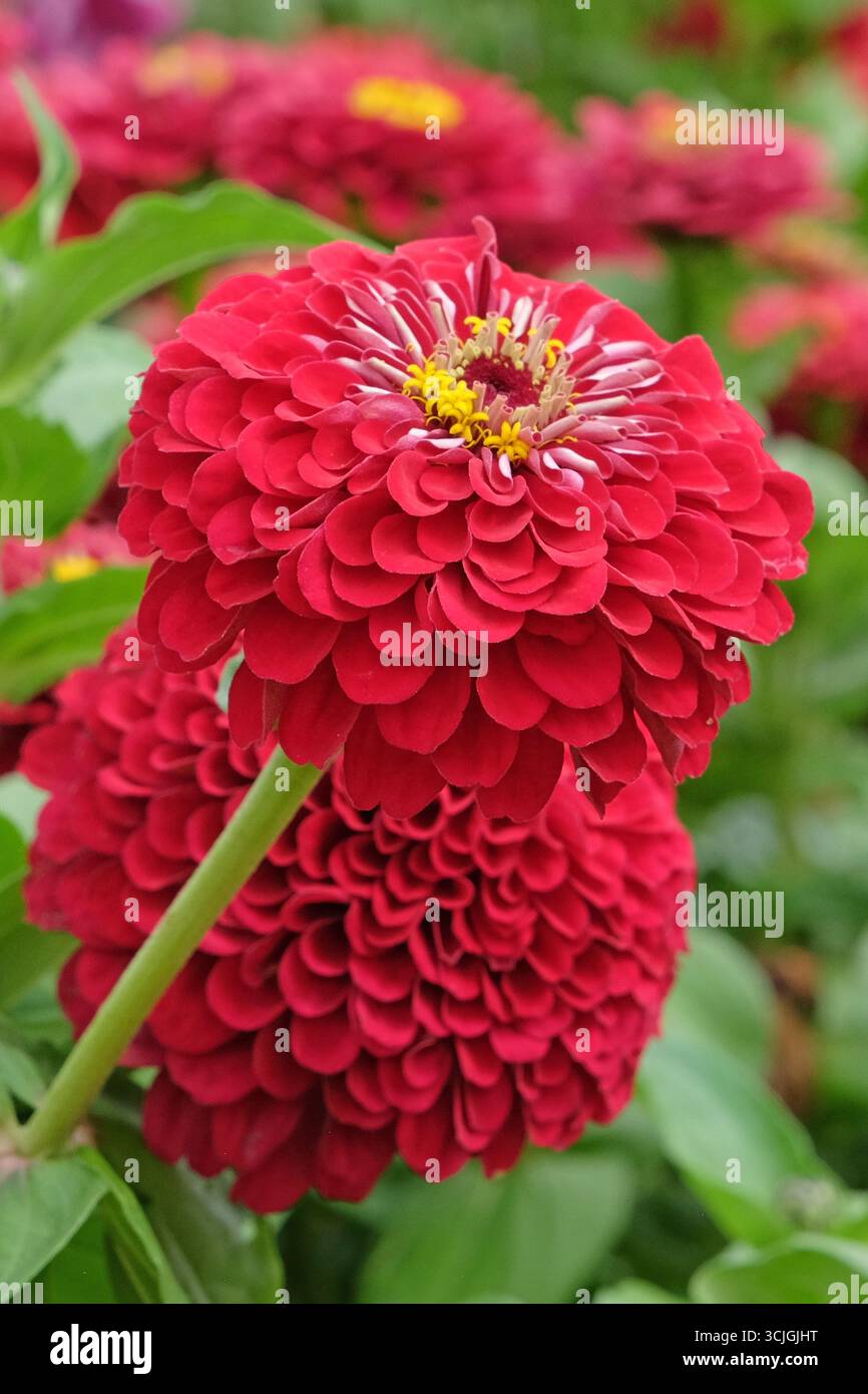 Hellrotes Zinnia elegans oder gewöhnliches Zinnia „Florist Deep Red“ in der Blüte. Stockfoto