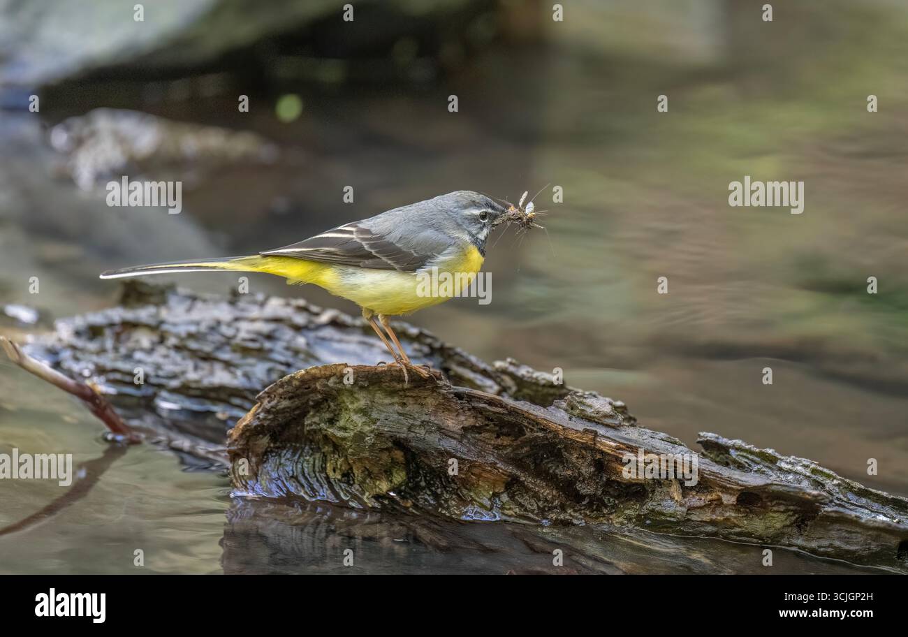 Grauer Wagtail auf einem Stein in einem Fluss mit Nahrung im Schnabel, Nahaufnahme Stockfoto