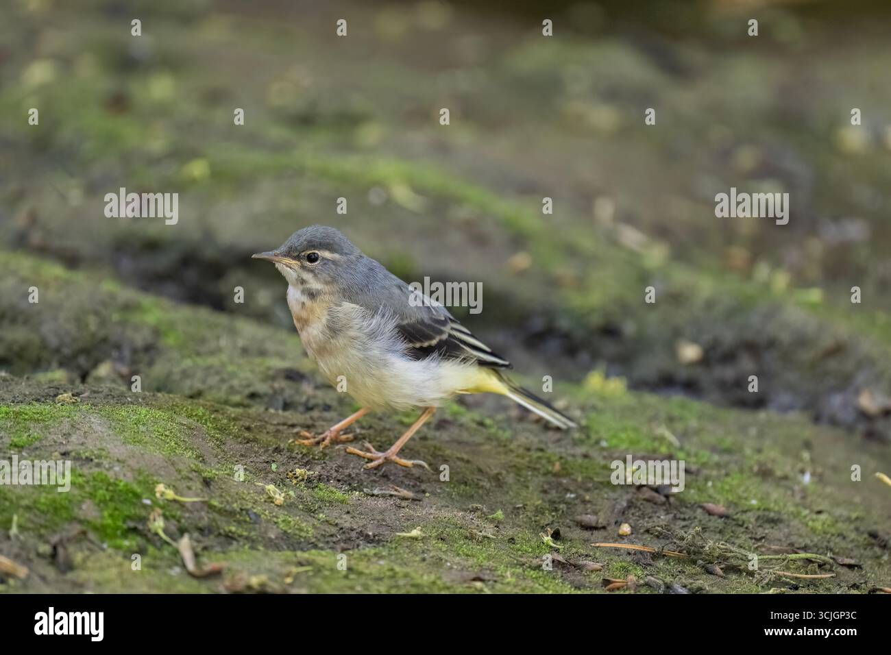 Graues Wagtail Baby auf einem Stein, Nahaufnahme Stockfoto