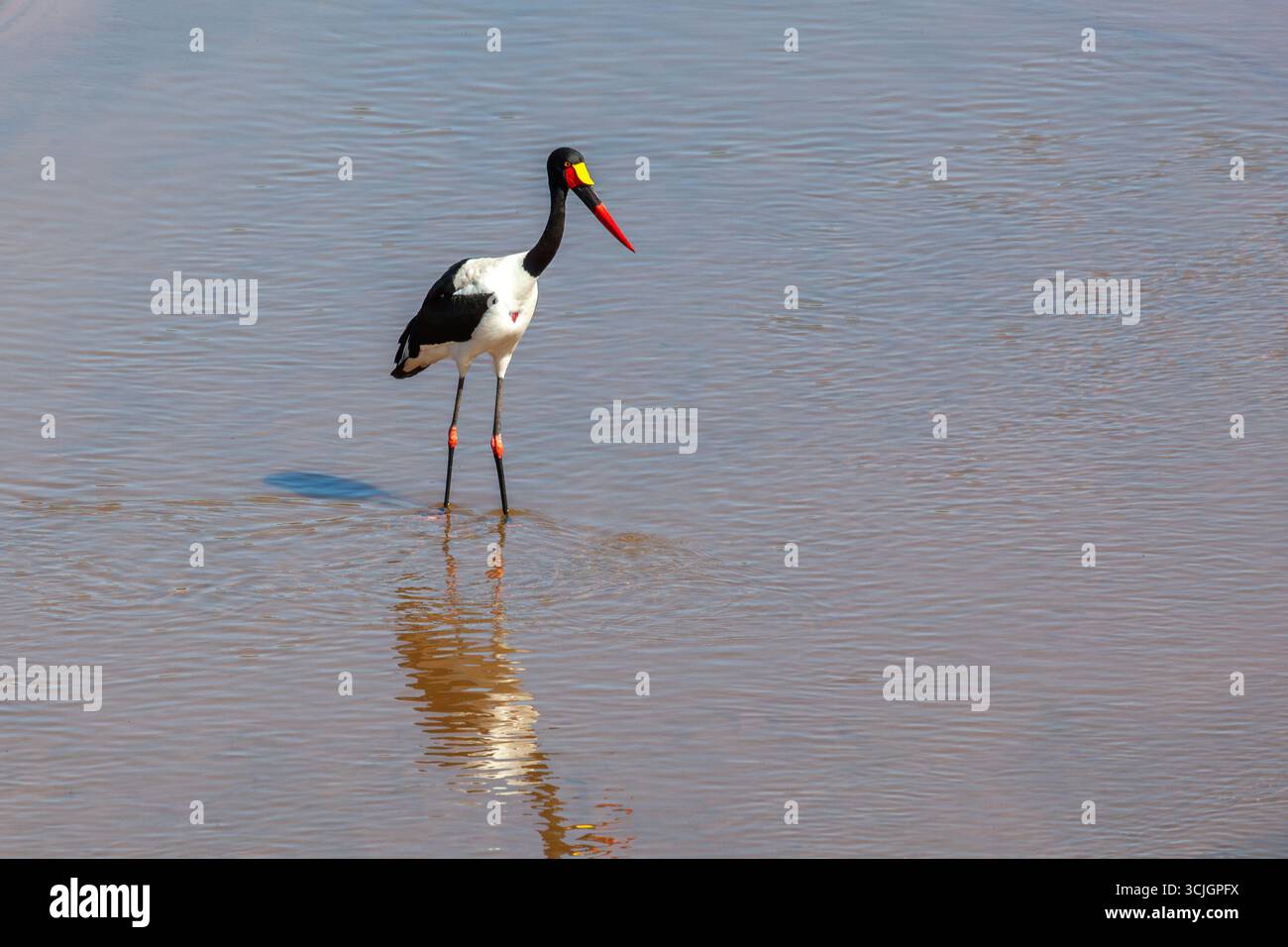 Sattelschnabelstorch in der Wildnis in Südafrika Stockfoto