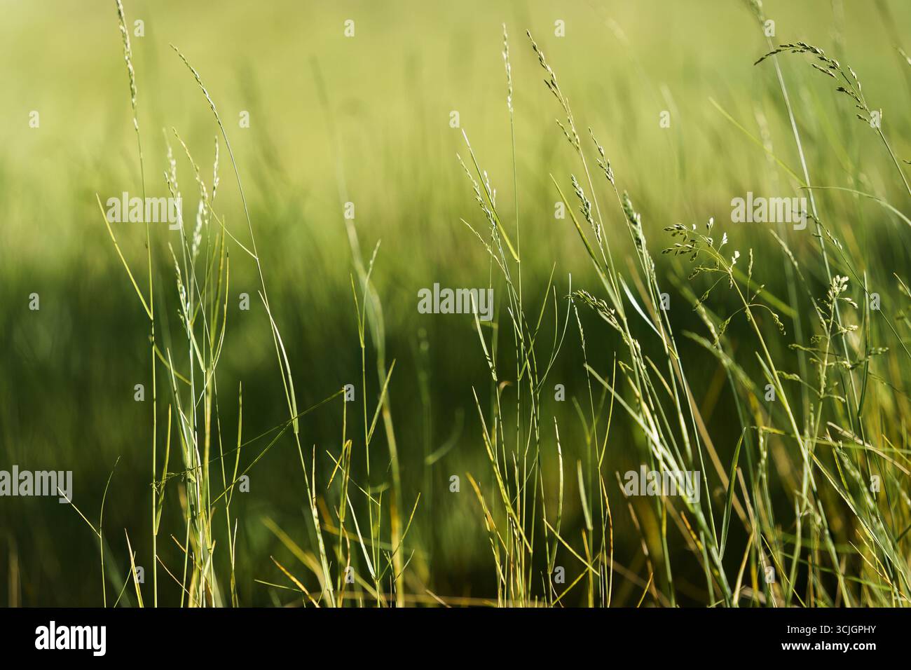 Grüne Grashalme, Nahaufnahme bei weicher Sonneneinstrahlung Stockfoto