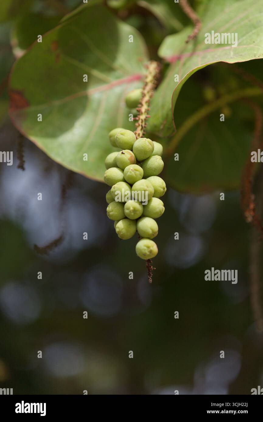 Frucht von Coccoloba uvifera seagrape, natürlicher Makro-floraler Hintergrund Stockfoto