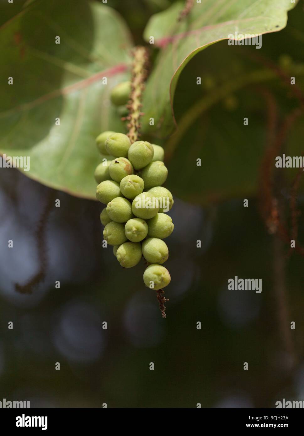 Frucht von Coccoloba uvifera seagrape, natürlicher Makro-floraler Hintergrund Stockfoto